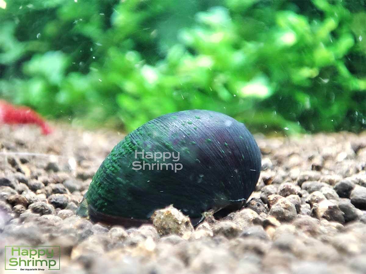 Anthrazit Napfschnecken Anthrazit Napfschnecken sind Spezialisten wenn es um die Vernichtung von Algen geht.