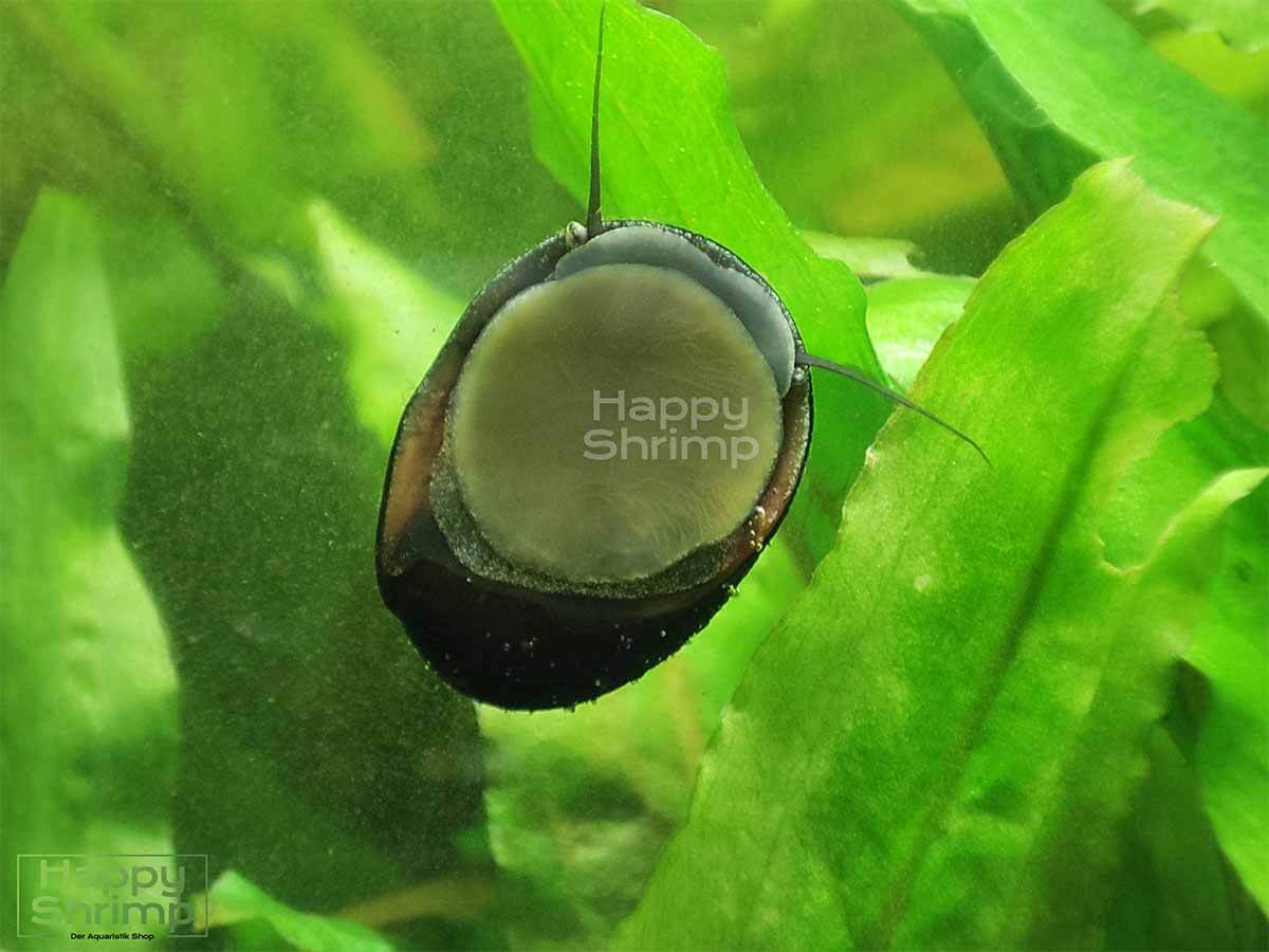 Anthrazit Napfschnecke1 Die Anthrazit Napfschnecke ist ein sehr netter Mitbewohner.