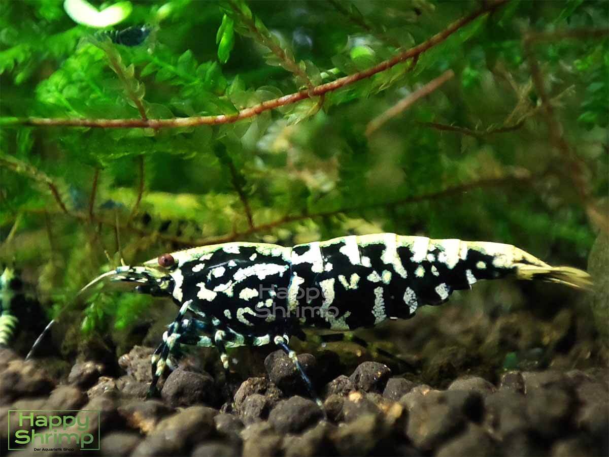 Die Black Galaxy Fishbone Garnele wird auch Pinto genannt.