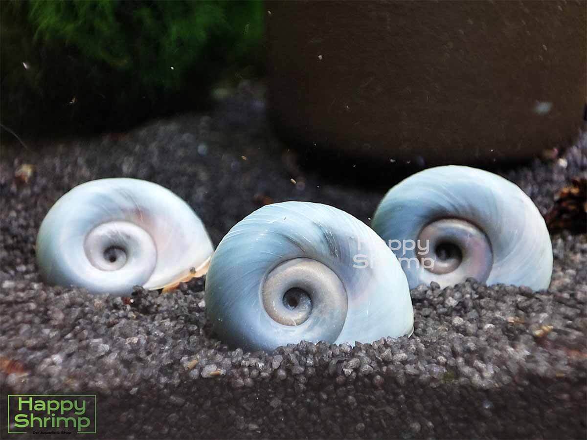 Blaue Posthornschnecken Die Blaue Posthornschnecke gehört zu den beliebtesten Schnecken für das Aquarium.