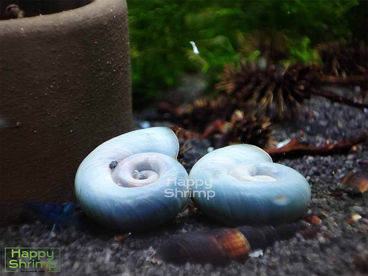 Blaue Posthornschnecken1 Die Blaue Posthornschnecke gehört zu den beliebtesten Schnecken für das Aquarium.