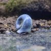 Blaue Posthornschnecken2 Die Blaue Posthornschnecke gehört zu den beliebtesten Schnecken für das Aquarium.