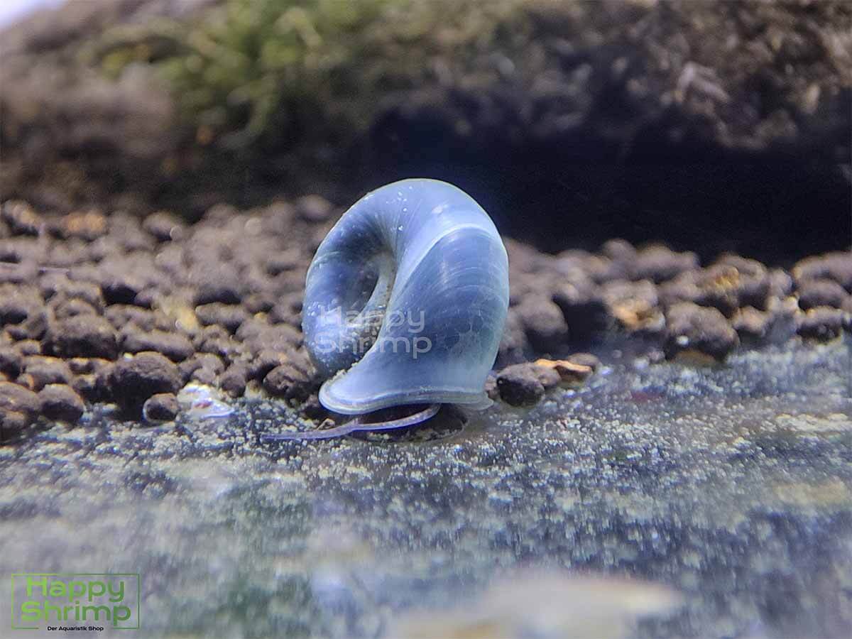 Blaue Posthornschnecken2 Die Blaue Posthornschnecke gehört zu den beliebtesten Schnecken für das Aquarium.