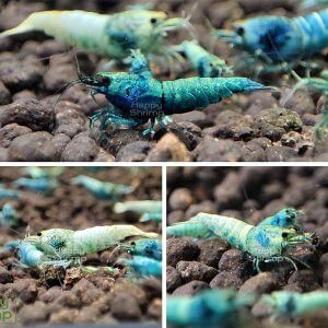 Blue Bolt Garnelen in High, Mid und Low Grade.