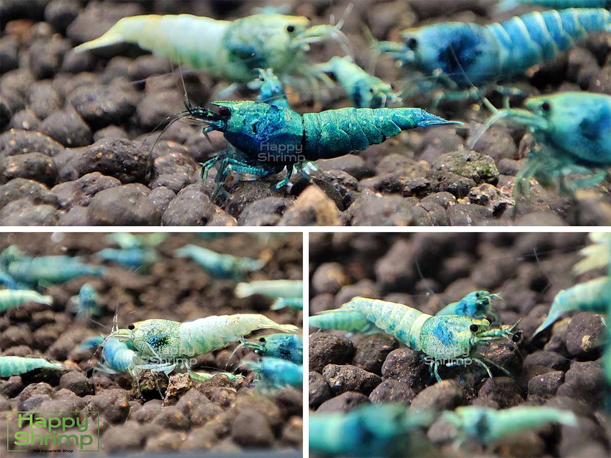 Blue Bolt Garnelen in High, Mid und Low Grade.