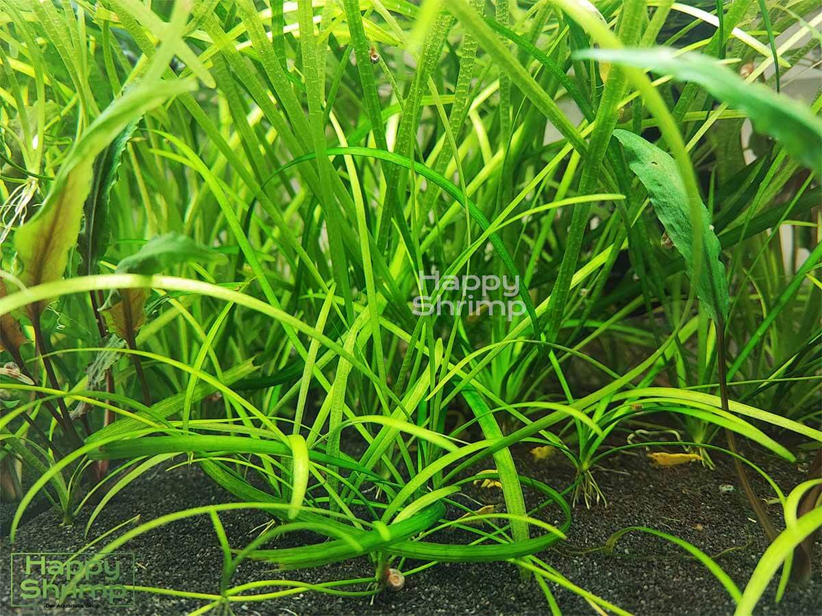 Das Flutendes Pfeilkraut oder auch Sagittaria subulata ist eine anspruchslose Vordergrundpflanze.