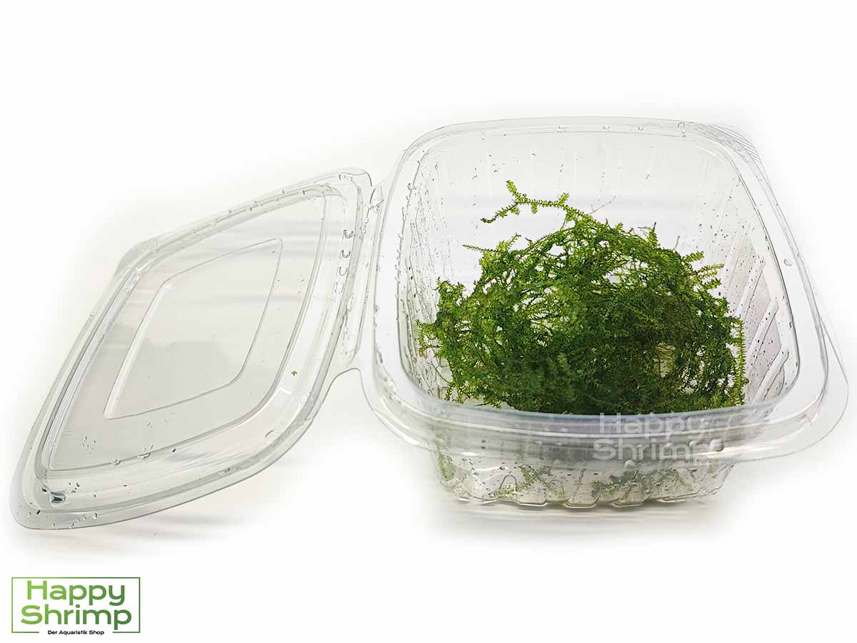 Javamoos bzw. Taxiphyllum barbieri ist so ziemlich das bekannteste Aquarium Moos. Es hat extrem geringe Anforderungen. Somit ist diese Aquarienpflanze somit für Anfänger geeignet.