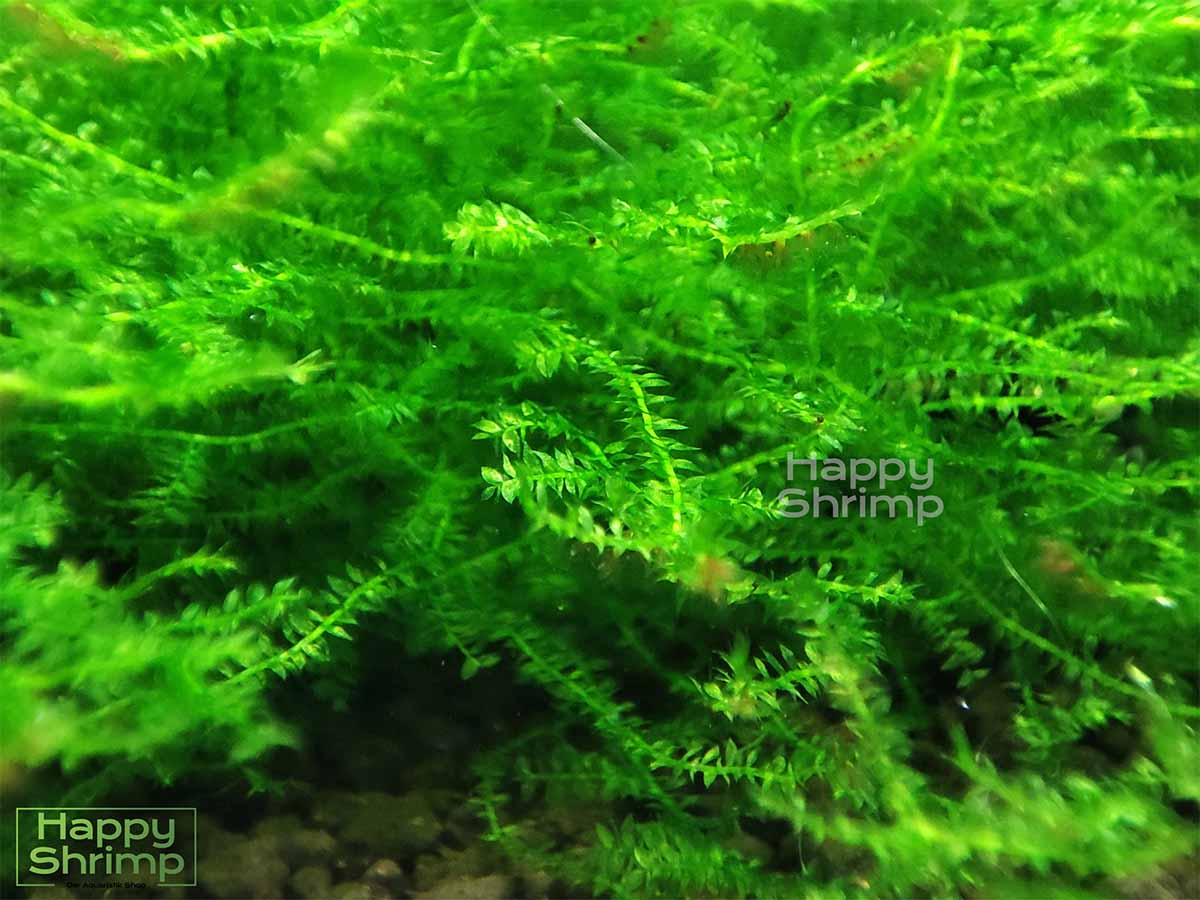 Javamoos bzw. Taxiphyllum barbieri ist so ziemlich das bekannteste Aquarium Moos. Es hat extrem geringe Anforderungen. Somit ist diese Aquarienpflanze somit für Anfänger geeignet.