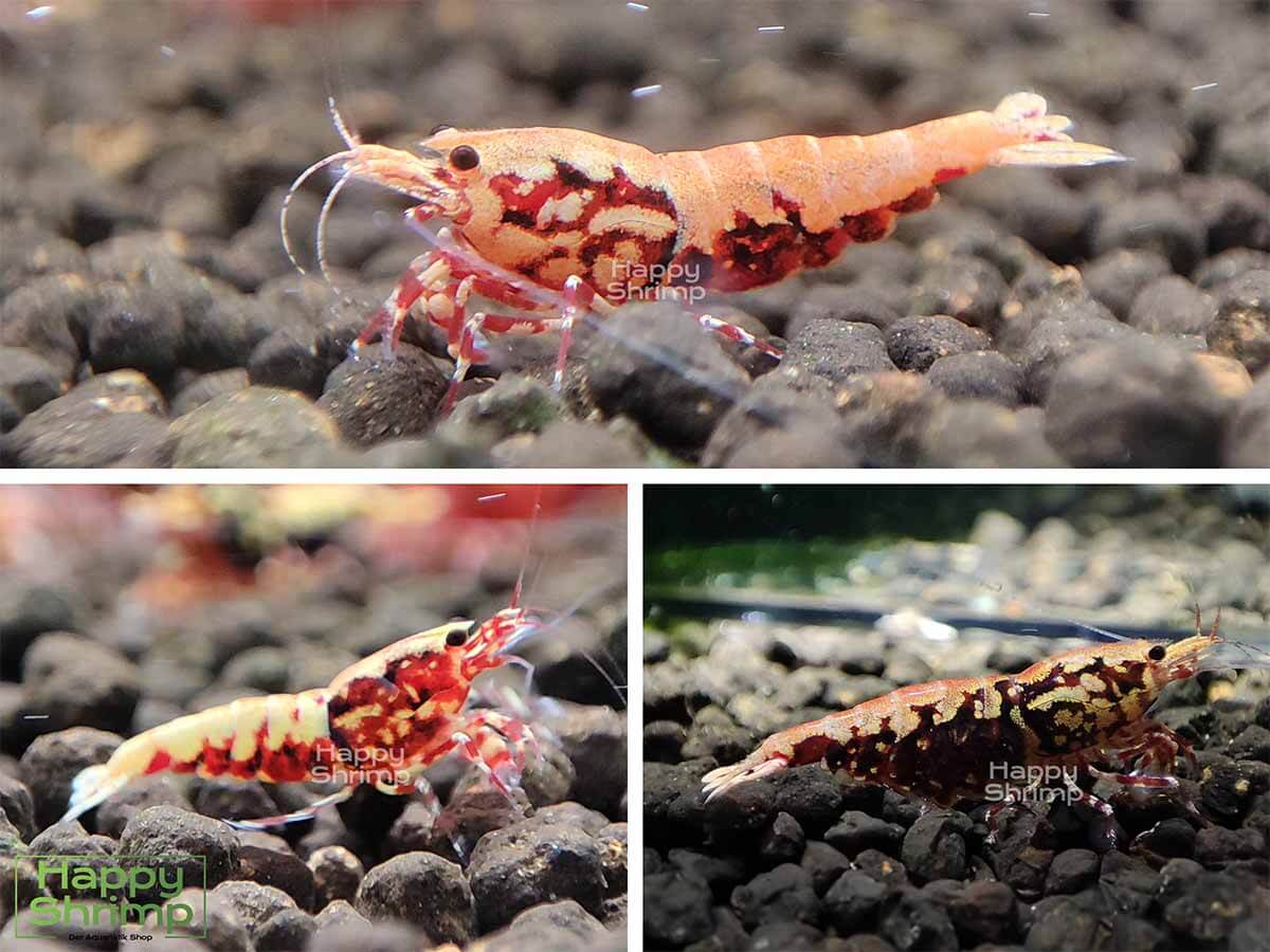 Red Boa Garnelen | Low - High