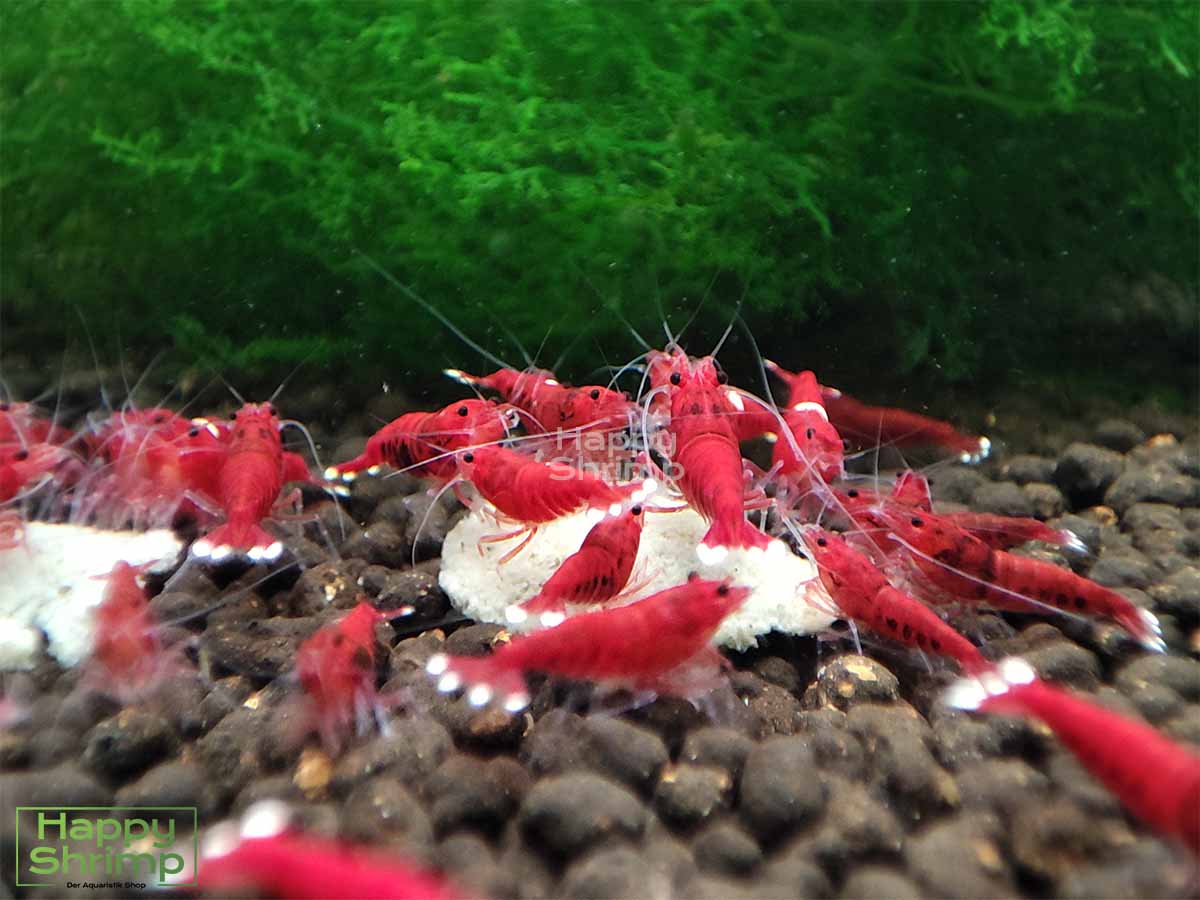 Die Red Ruby Extreme Garnele gehört zu den Caridina. Anders als die "Normale" Variante hat diese kaum Weiß Anteil.