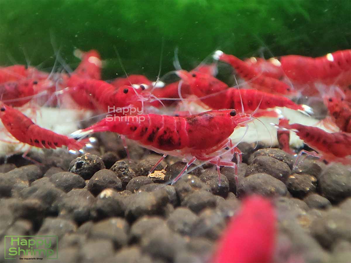 Die Red Ruby Extreme Garnele gehört zu den Caridina. Anders als die "Normale" Variante hat diese kaum Weiß Anteil.