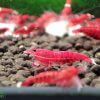 Die Red Ruby Extreme Garnele gehört zu den Caridina. Anders als die "Normale" Variante hat diese kaum Weiß Anteil.