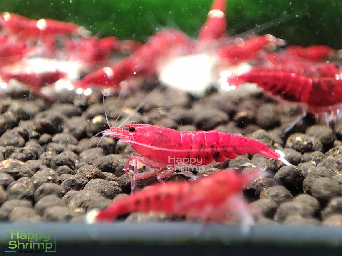 Die Red Ruby Extreme Garnele gehört zu den Caridina. Anders als die "Normale" Variante hat diese kaum Weiß Anteil.