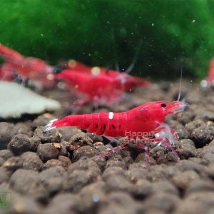 Die Red Ruby Garnele gehört zu den Caridina. Anders als die Extreme Variante hat diese etwas mehr Weiß Anteil.