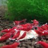 Die Red Ruby Garnele gehört zu den Caridina. Anders als die Extreme Variante hat diese etwas mehr Weiß Anteil.