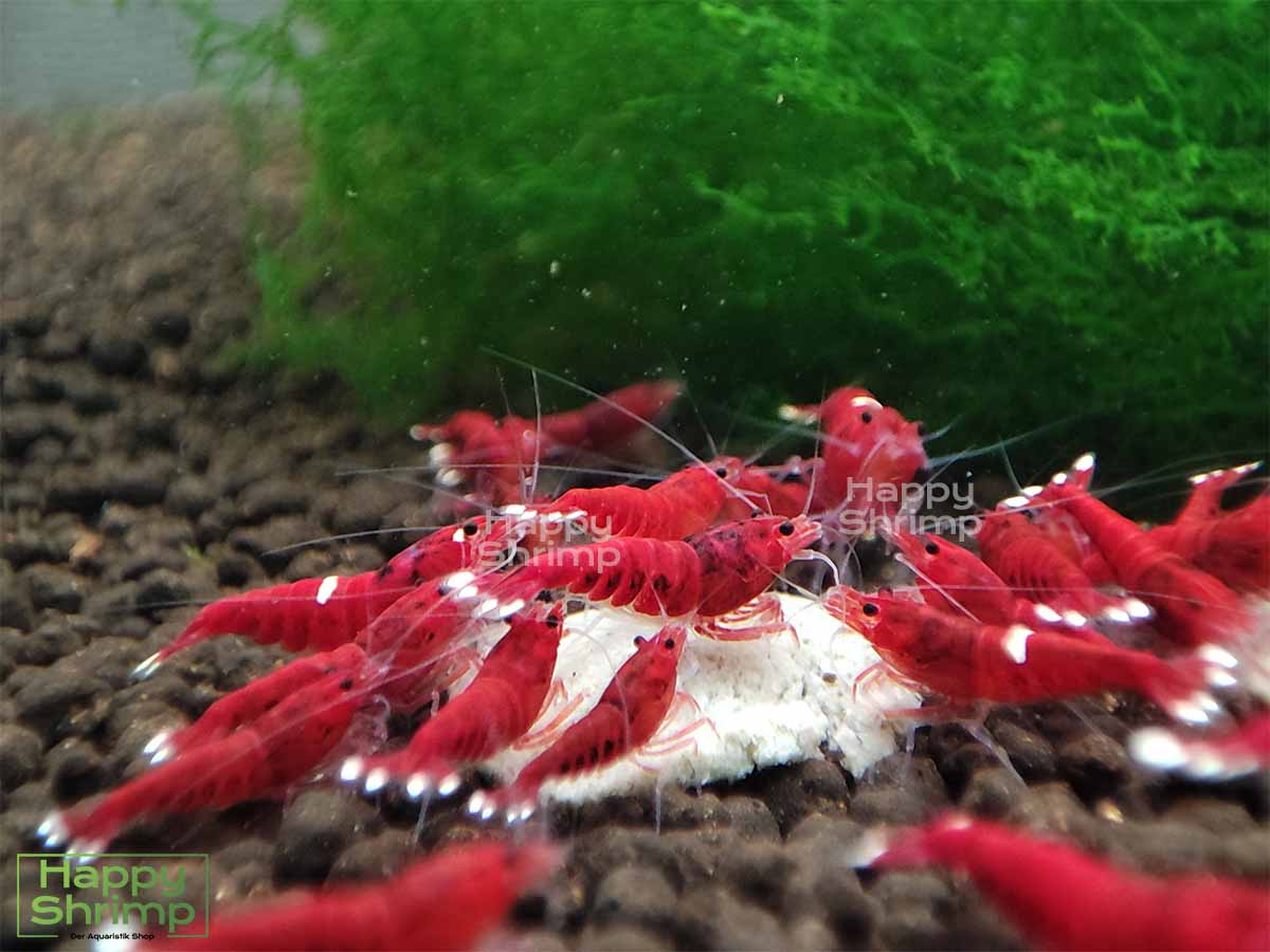 Die Red Ruby Garnele gehört zu den Caridina. Anders als die Extreme Variante hat diese etwas mehr Weiß Anteil.