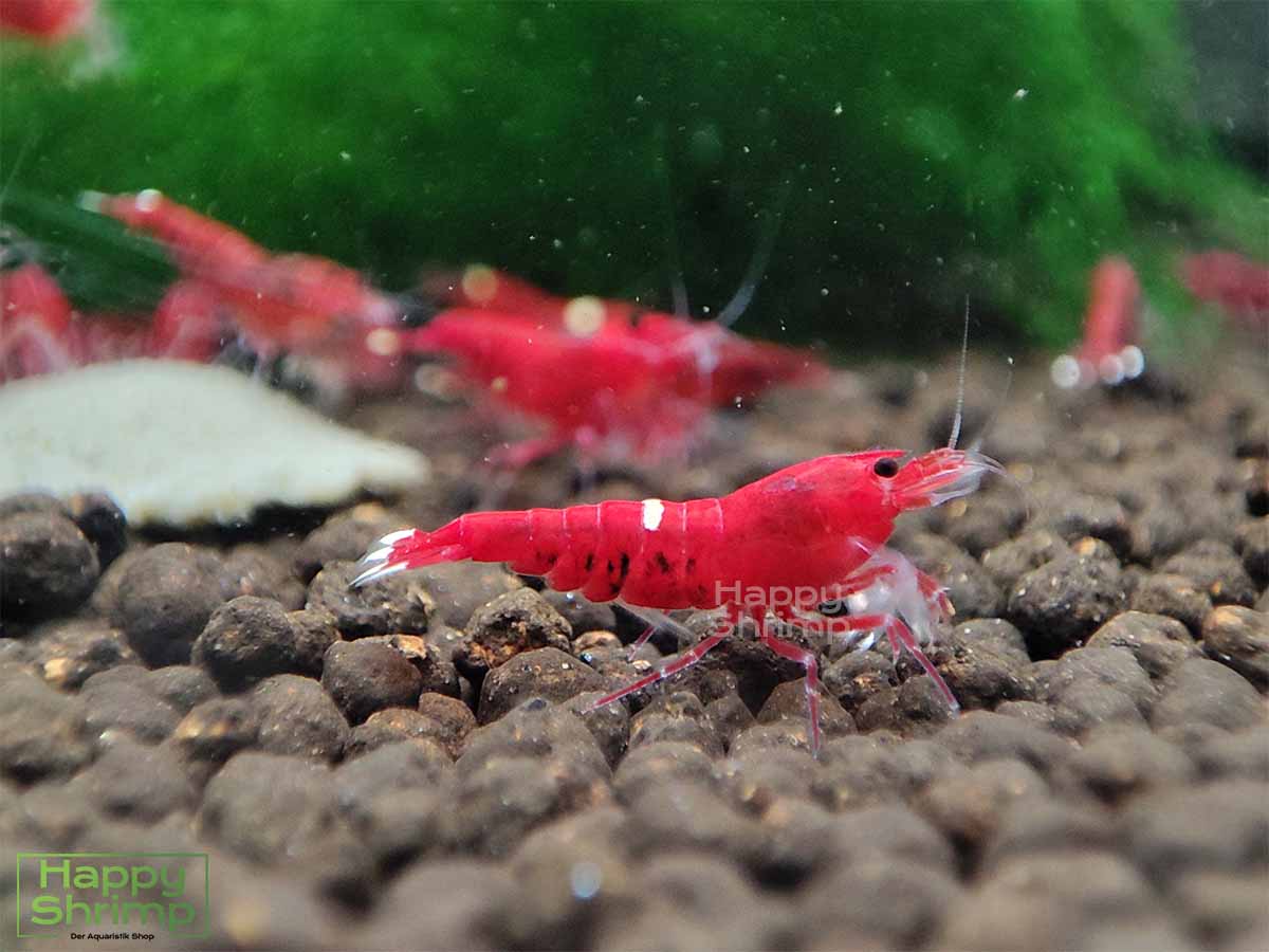Die Red Ruby Garnele gehört zu den Caridina. Anders als die Extreme Variante hat diese etwas mehr Weiß Anteil.