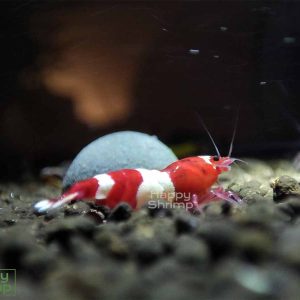 Diese Red Wine Garnelen stammen aus einem Champion Stamm. Das Muster dieser Caridina sind sehr gut ausgeprägt.