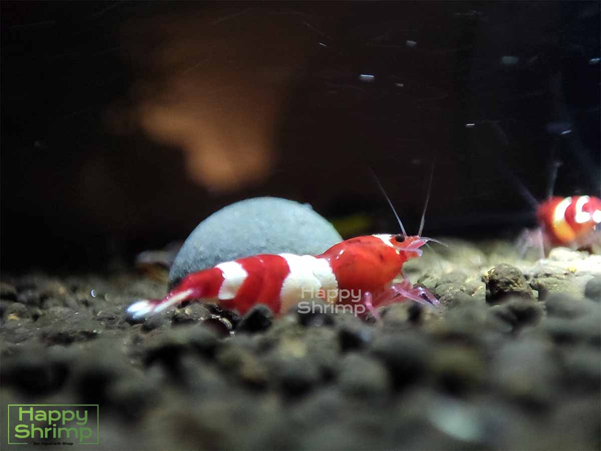 Diese Red Wine Garnelen stammen aus einem Champion Stamm. Das Muster dieser Caridina sind sehr gut ausgeprägt.