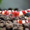 Diese Red Wine Garnelen stammen aus einem Champion Stamm. Das Muster dieser Caridina sind sehr gut ausgeprägt.
