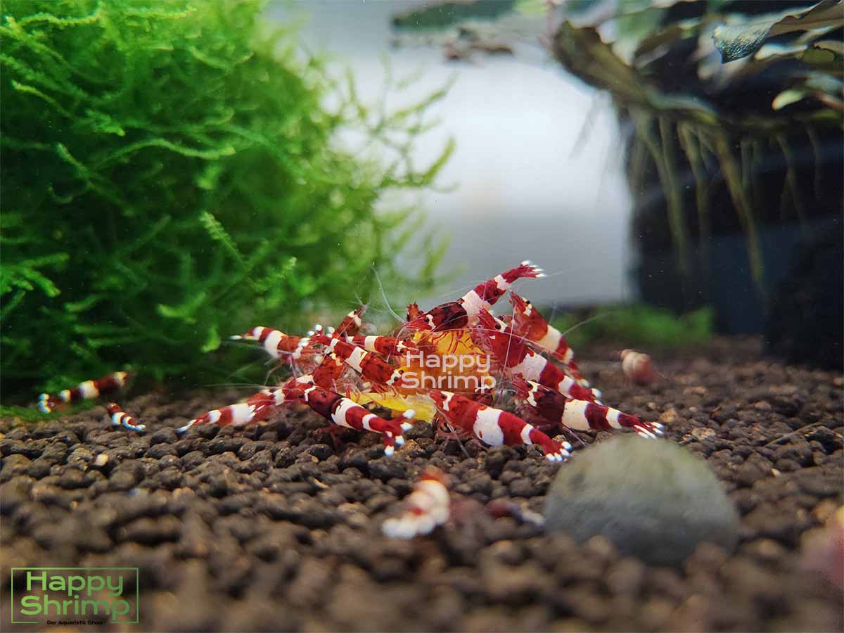 Diese Red Wine Garnelen stammen aus einem Champion Stamm. Das Muster dieser Caridina sind sehr gut ausgeprägt.