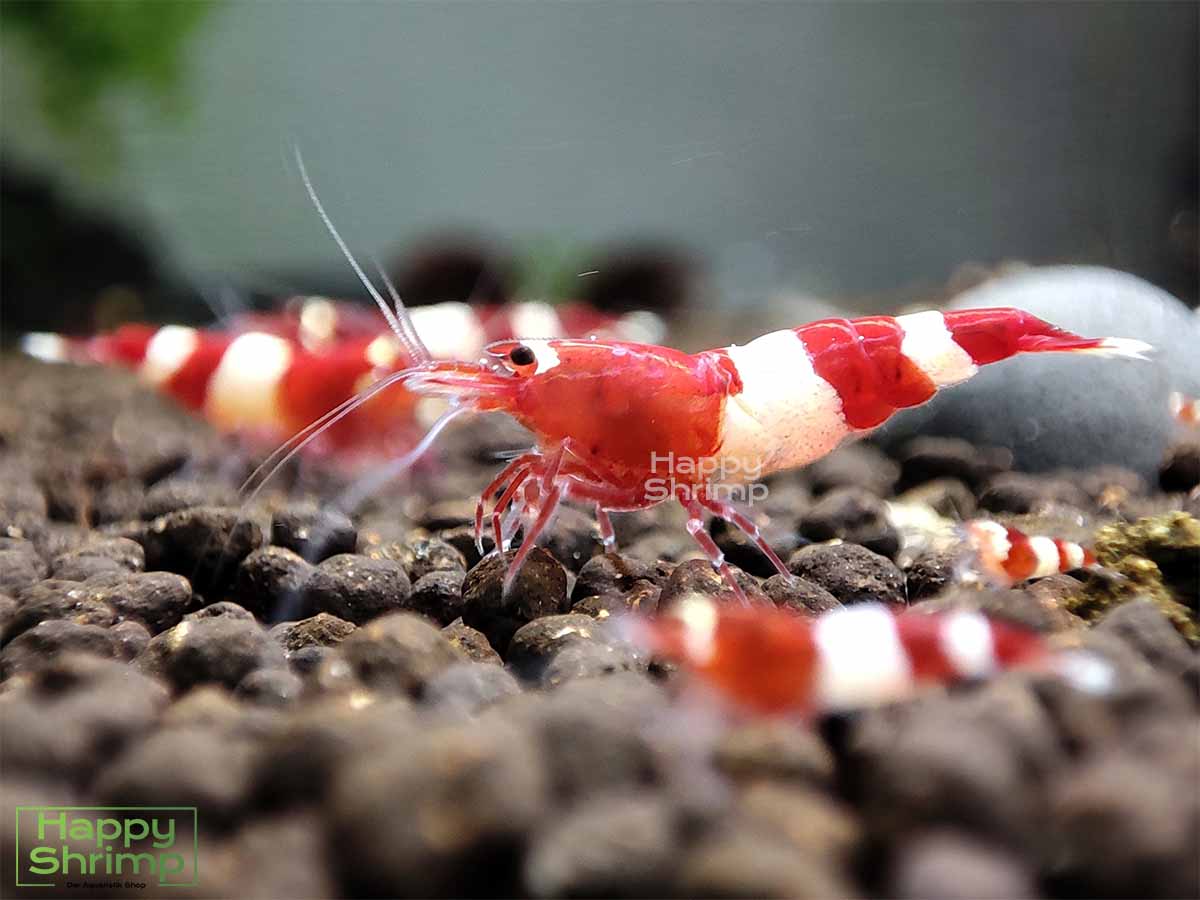 Diese Red Wine Garnelen stammen aus einem Champion Stamm. Das Muster dieser Caridina sind sehr gut ausgeprägt.