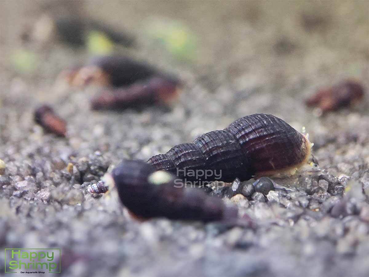 Schwarze Turmdeckelschnecke TDS Die schwarze Turmdeckelschnecke erinnert nicht nur an einen Strandurlaub, sondern hilft deinem Bodengrund enorm bei der Pflege.