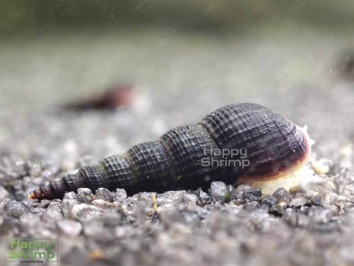 Schwarze Turmdeckelschnecke TDS1 Die schwarze Turmdeckelschnecke erinnert nicht nur an einen Strandurlaub, sondern hilft deinem Bodengrund enorm bei der Pflege.