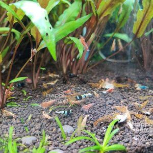 Unser Caridina Garnelen Mix beinhaltet unter anderem Blue Bolt, Calceo oder auch Fishbone Garnelen.