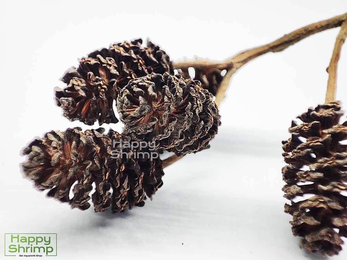 Premium Erlenzapfen unterstützen durch die antibakterielle Wirkung deine Aquariumbewohner.