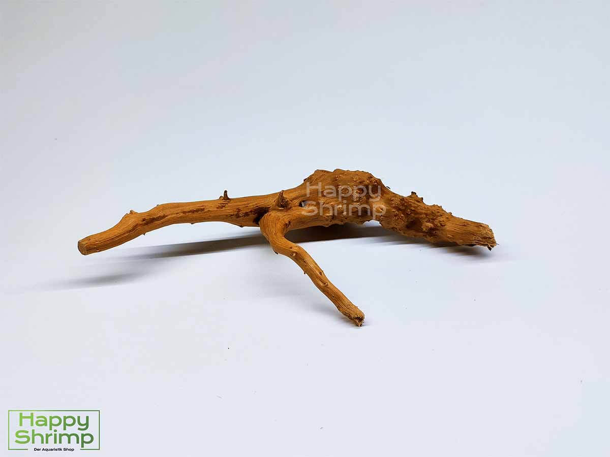 Fingerwurzel / Rote Moorwurzel