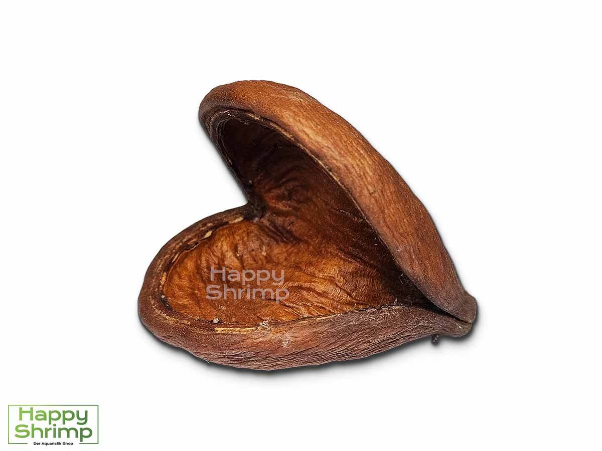 Badam Die Badam oder auch Sterculia foetida genannt, stammt aus Indien. Diese Höhle bietet einen natürlichen Rückzugsort für Zwerggarnelen.