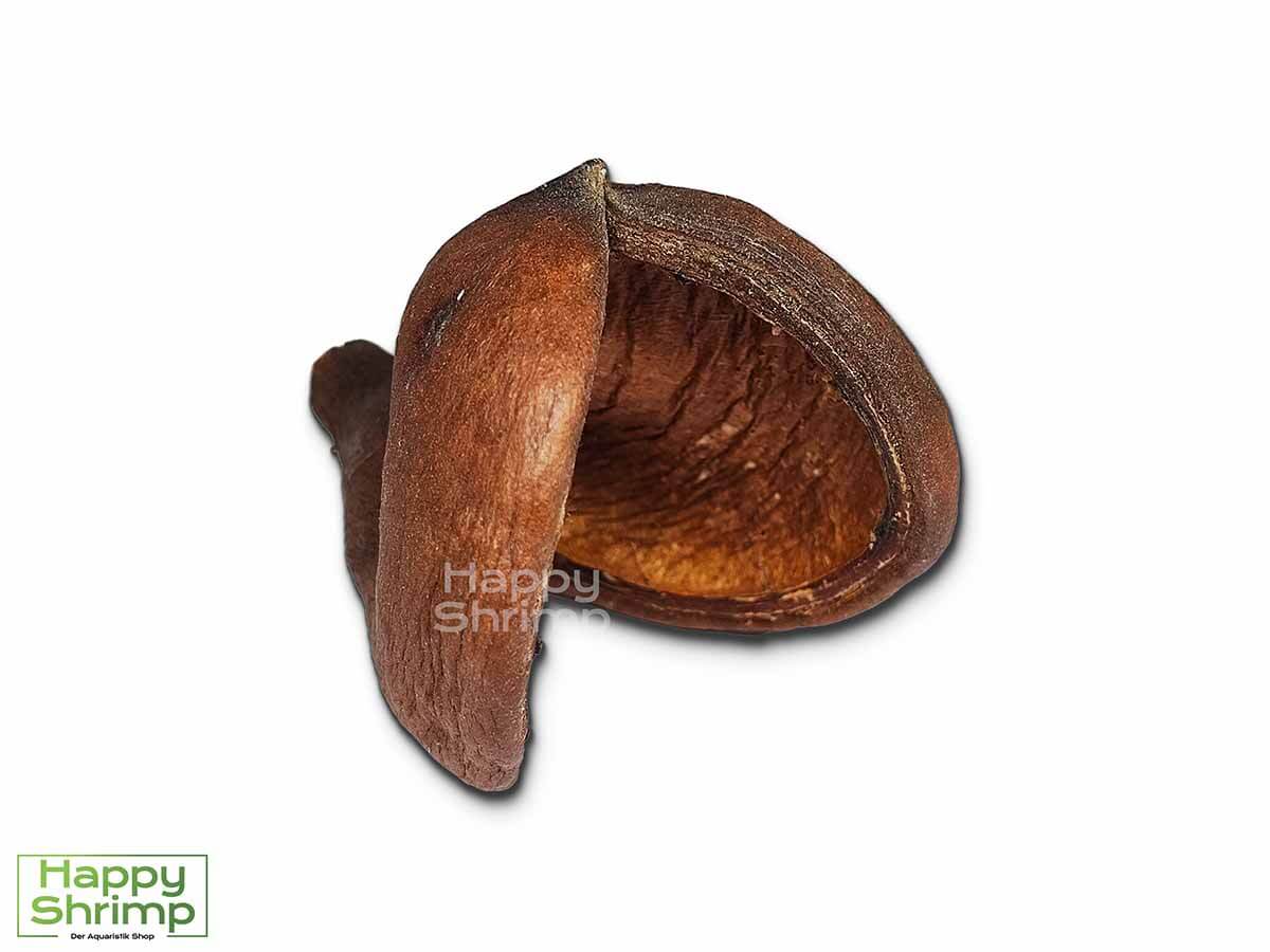 Badam Die Badam oder auch Sterculia foetida genannt, stammt aus Indien. Diese Höhle bietet einen natürlichen Rückzugsort für Zwerggarnelen.