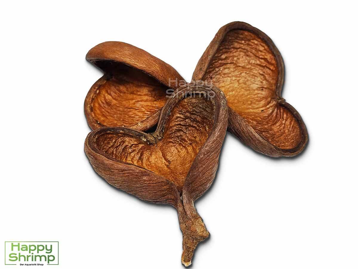 Badam Die Badam oder auch Sterculia foetida genannt, stammt aus Indien. Diese Höhle bietet einen natürlichen Rückzugsort für Zwerggarnelen.