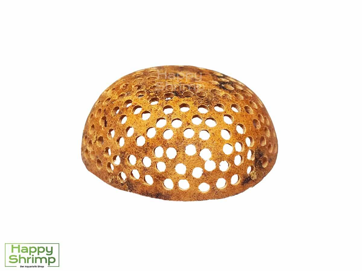Die Bell Cup - gelocht ist ein Naturprodukt aus Indien, das aus der Bael-Frucht (Aegle marmelos) gewonnen wird. Ideal für dein Garnelen Aquarium.
