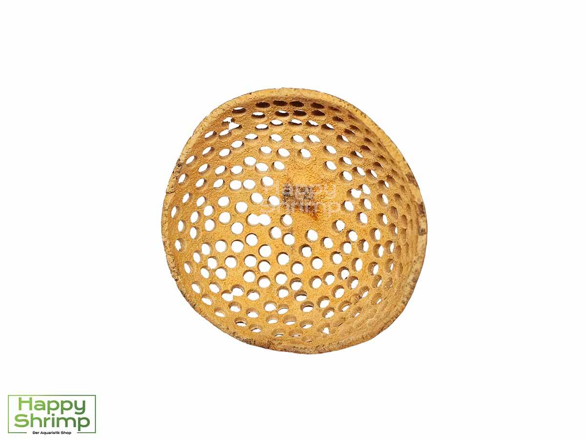 Die Bell Cup - gelocht ist ein Naturprodukt aus Indien, das aus der Bael-Frucht (Aegle marmelos) gewonnen wird. Ideal für dein Garnelen Aquarium.