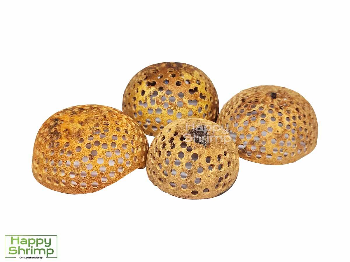 Die Bell Cup - gelocht ist ein Naturprodukt aus Indien, das aus der Bael-Frucht (Aegle marmelos) gewonnen wird. Ideal für dein Garnelen Aquarium.