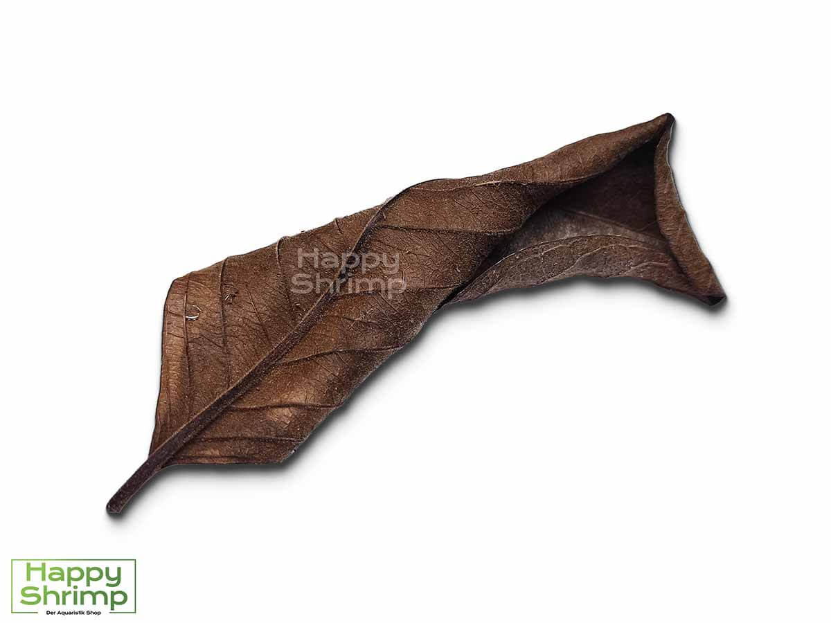 Black Guaveblätter können sowohl als Futter, Versteckmöglichkeit oder Wasserpflege für Garnelen genutzt werden. Somit ein richtiger Allrounder.