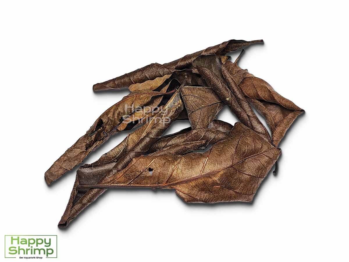 Black Guaveblätter können sowohl als Futter, Versteckmöglichkeit oder Wasserpflege für Garnelen genutzt werden. Somit ein richtiger Allrounder.