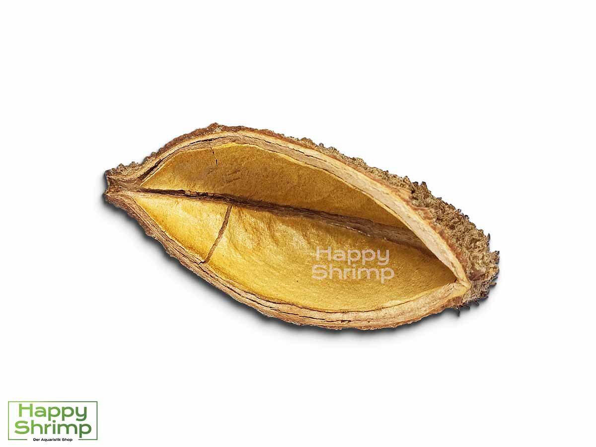 Die Bolsa de Pastor Halbschale, stammt aus Brasilien. Ein natürlicher Rückzugsort für Zwerggarnelen. Bei uns auch als Höhle erhältlich.