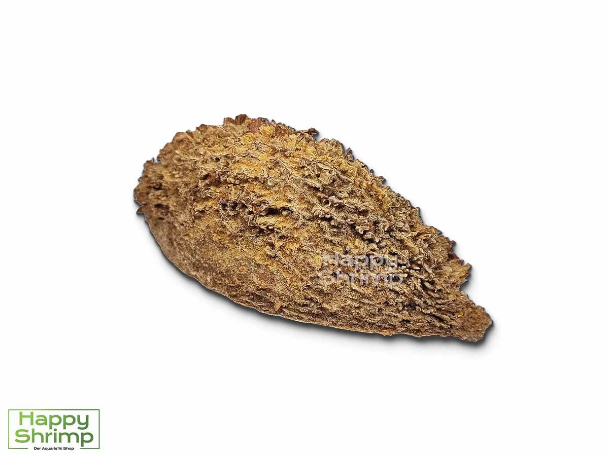 Die Bolsa de Pastor Halbschale, stammt aus Brasilien. Ein natürlicher Rückzugsort für Zwerggarnelen. Bei uns auch als Höhle erhältlich.