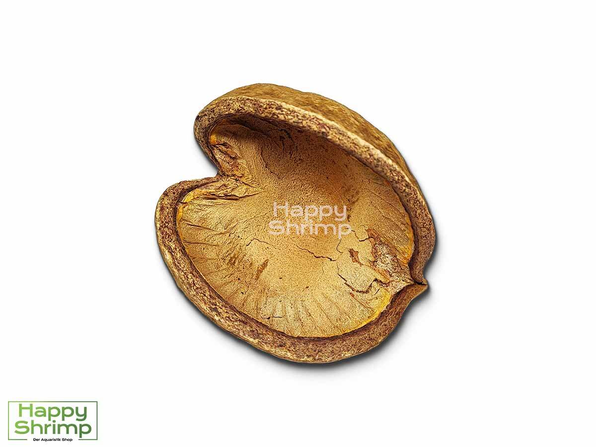 Die Buddhanuss oder auch Pterygota alata genannt, stammt aus Indien. Diese Höhle bietet einen natürlichen Rückzugsort für Zwerggarnelen.