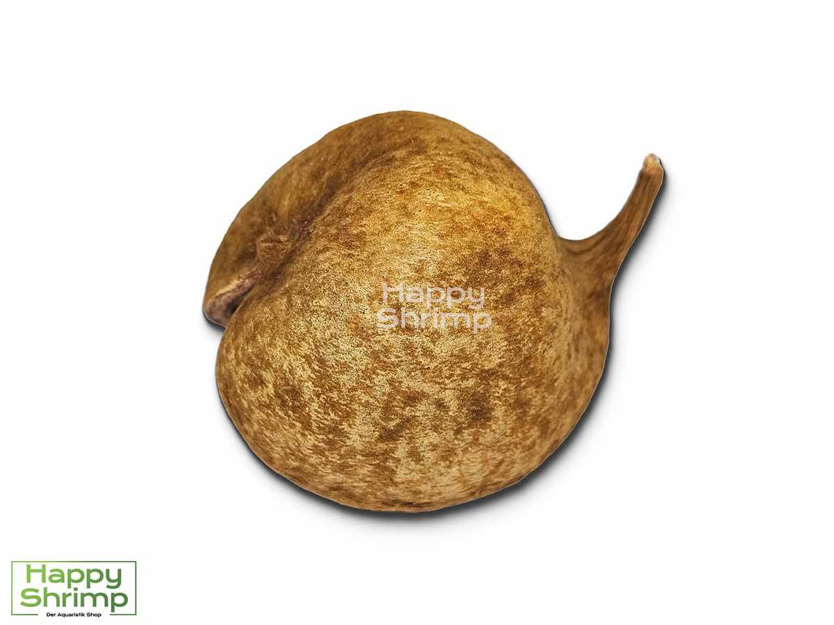 Die Buddhanuss oder auch Pterygota alata genannt, stammt aus Indien. Diese Höhle bietet einen natürlichen Rückzugsort für Zwerggarnelen.