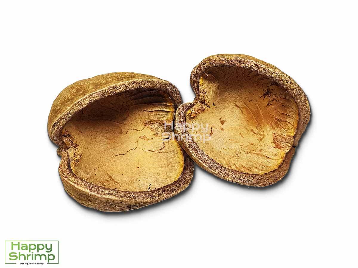Die Buddhanuss oder auch Pterygota alata genannt, stammt aus Indien. Diese Höhle bietet einen natürlichen Rückzugsort für Zwerggarnelen.