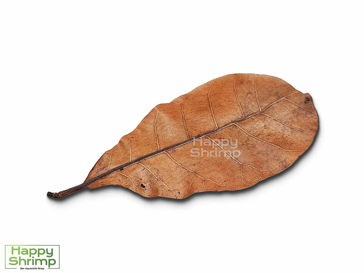 Cashew Blätter Cashew Blätter können sowohl als Futter, Versteckmöglichkeit oder Wasserpflege für Garnelen genutzt werden. Somit ein richtiger Allrounder.