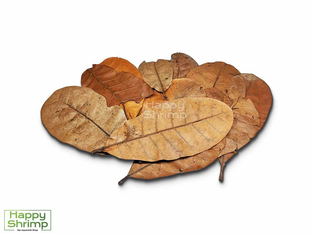 Cashew Blätter Cashew Blätter können sowohl als Futter, Versteckmöglichkeit oder Wasserpflege für Garnelen genutzt werden. Somit ein richtiger Allrounder.