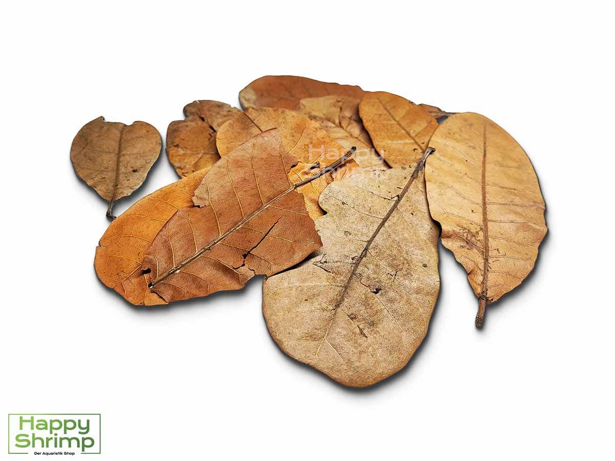 Cashew Blätter Cashew Blätter können sowohl als Futter, Versteckmöglichkeit oder Wasserpflege für Garnelen genutzt werden. Somit ein richtiger Allrounder.