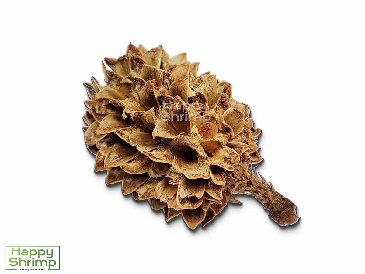 Die Casuarina Cones sind der hier heimischen Erlenzapfen sehr ähnlich. Beide Produkte pflegen das Wasser und dienen ebenso als Versteck.