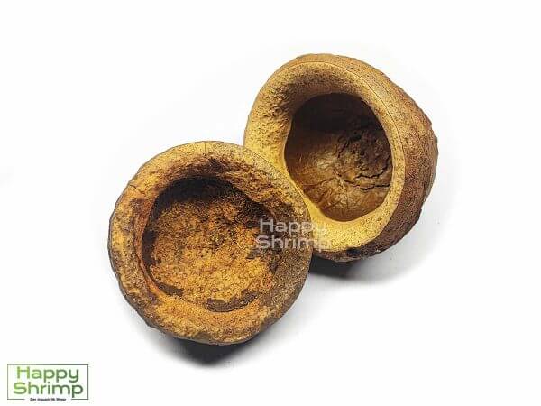 Die Chapeuzinho ist der Deckel der Paradiesnuss und stammt aus Brasilien. Diese Höhle bietet einen natürlichen Rückzugsort für Zwerggarnelen.