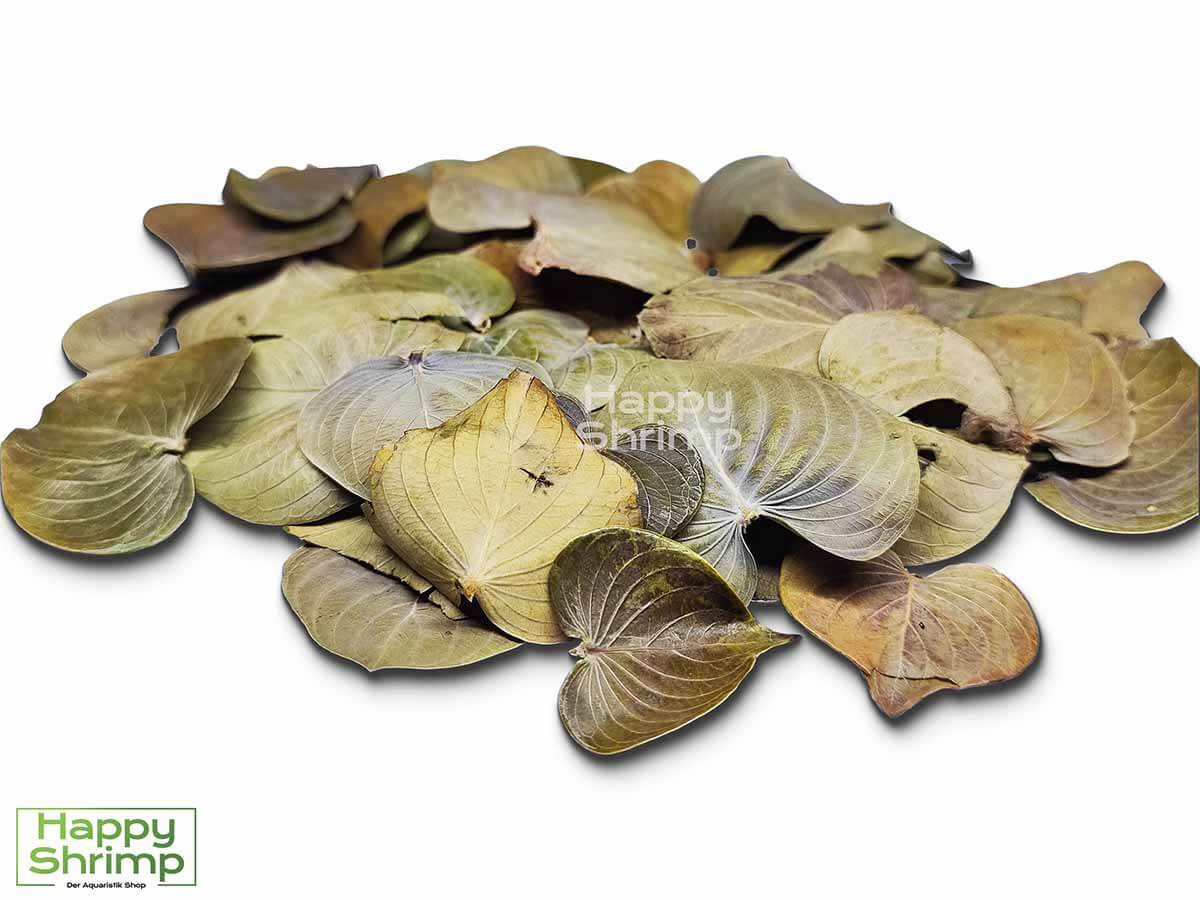Coracao Blatt Coracao Blätter sind ein exotischer Snack für deine Garnelen und Krebse. Natürlich auch als Versteckmöglichkeit sehr gut nutzbar.
